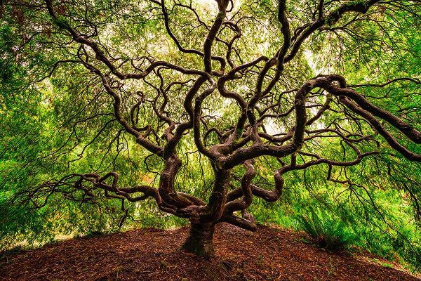Jaynes Gallery 아티스트의 USA-Washington-Seattle-Japanese maple tree with twisted branches작품입니다.